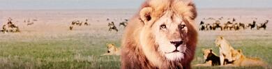 afrikanska lejonet
